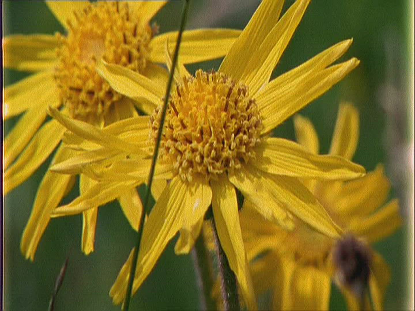 185196302 / Flower / Meadow / Europe