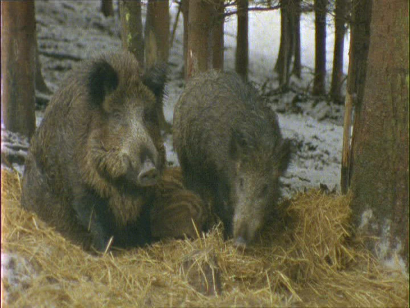 794006703 / Wild Boar / Rearing / Winter