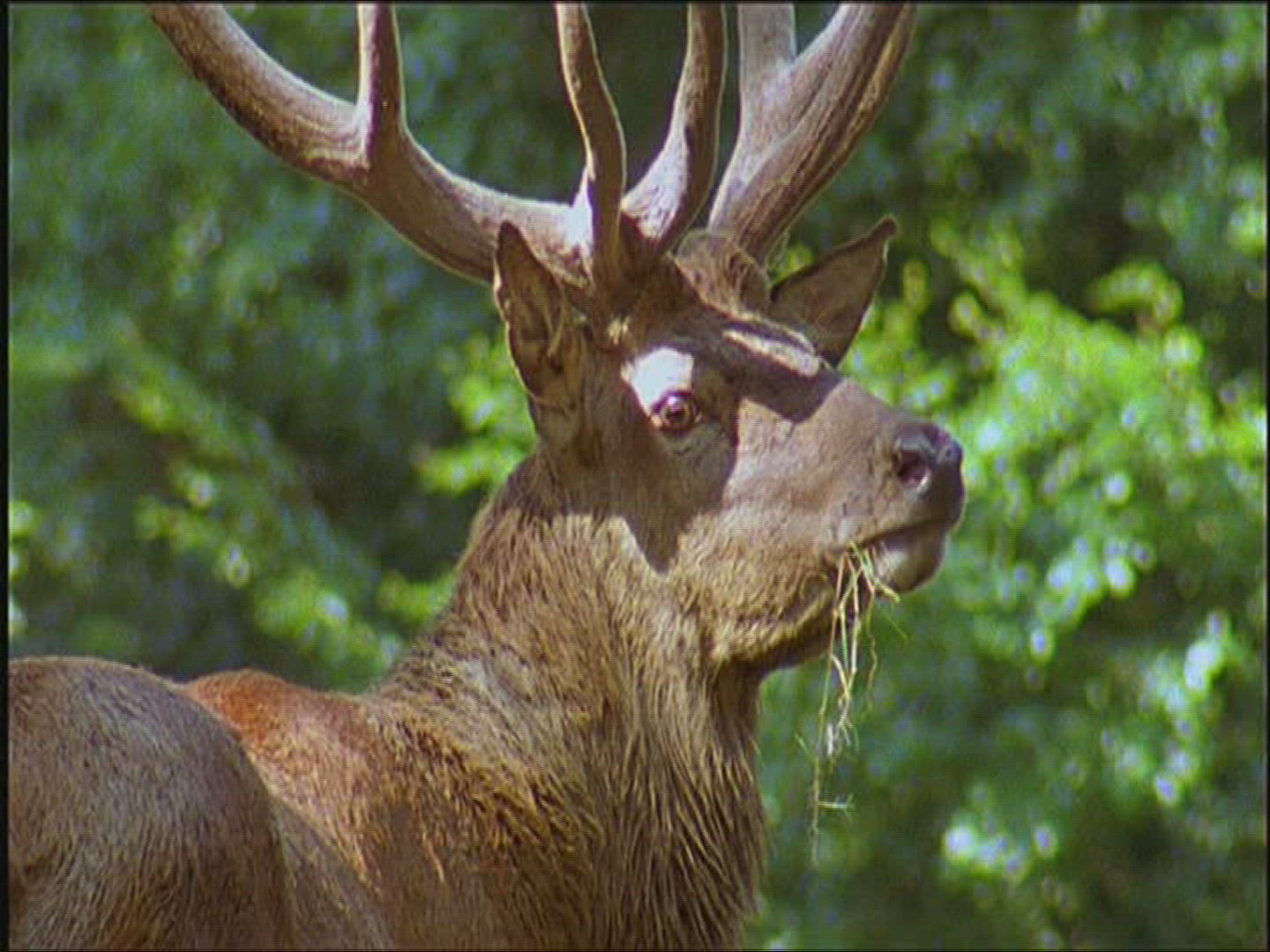 944085299 / Roe Deer / Europe