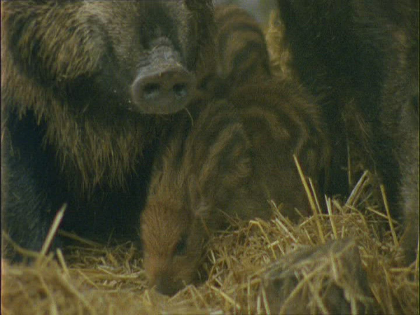 717910855 / Wild Boar / Rearing / Winter