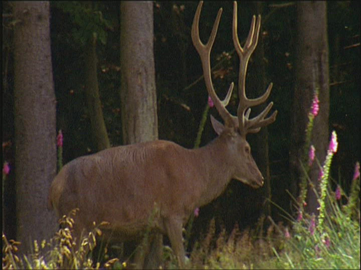 536714144 / Roe Deer / Europe