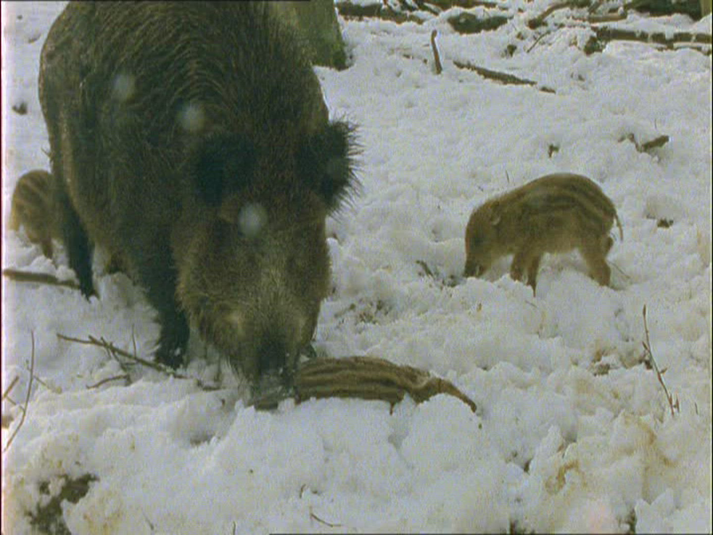 619043430 / Wild Boar / Eating / Carcass