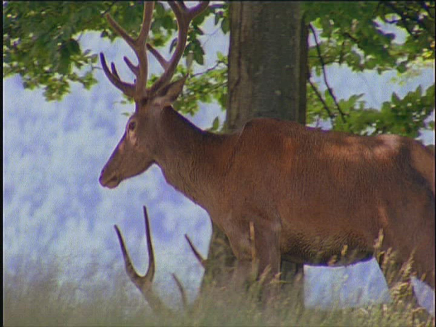 519397232 / Roe Deer / Europe