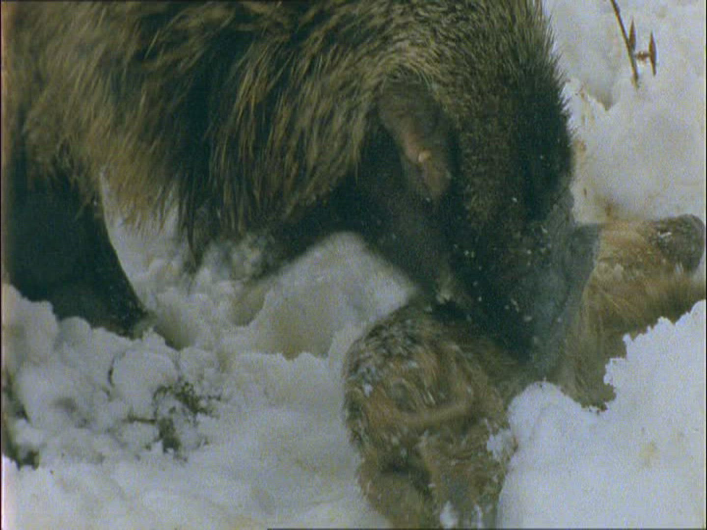 997214785 / Wild Boar / Eating / Carcass