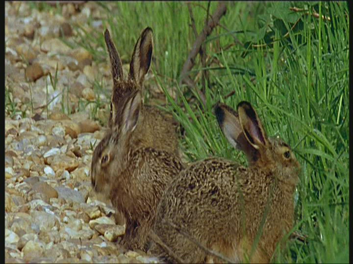 446626125 / Brown Hare / Europe