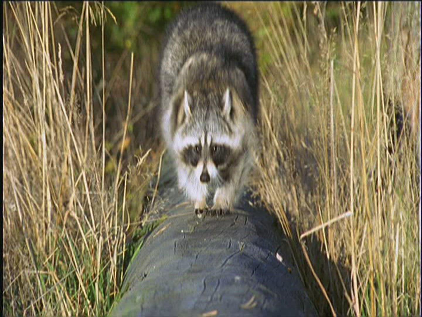 509710638 / Racoon / Europe