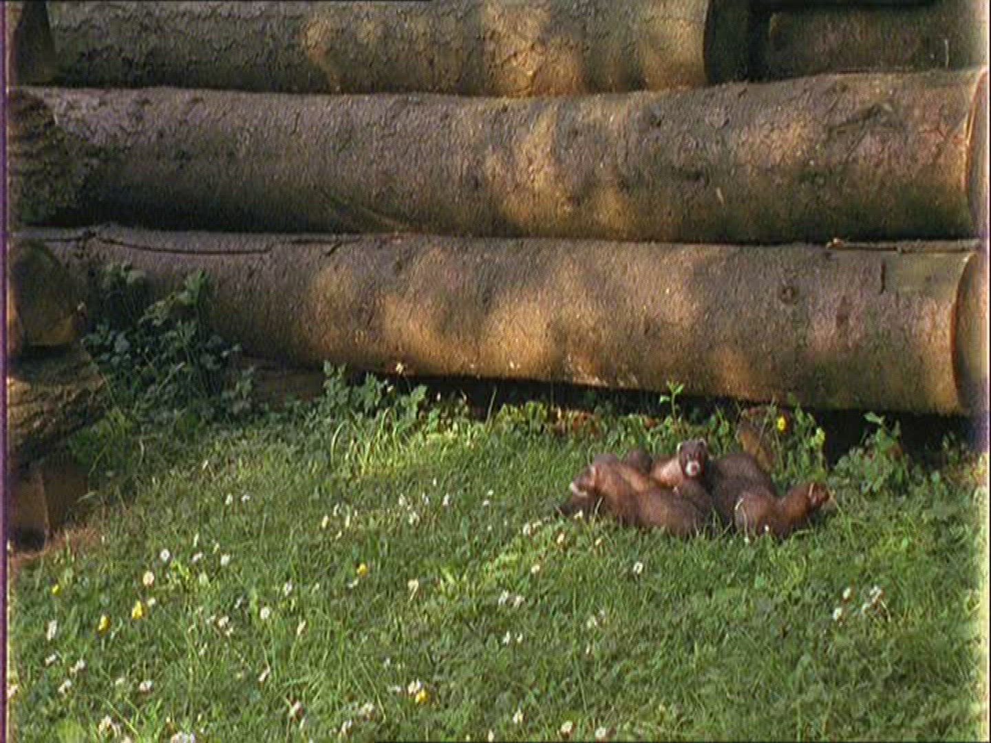 116119652 / Polecat / Europe