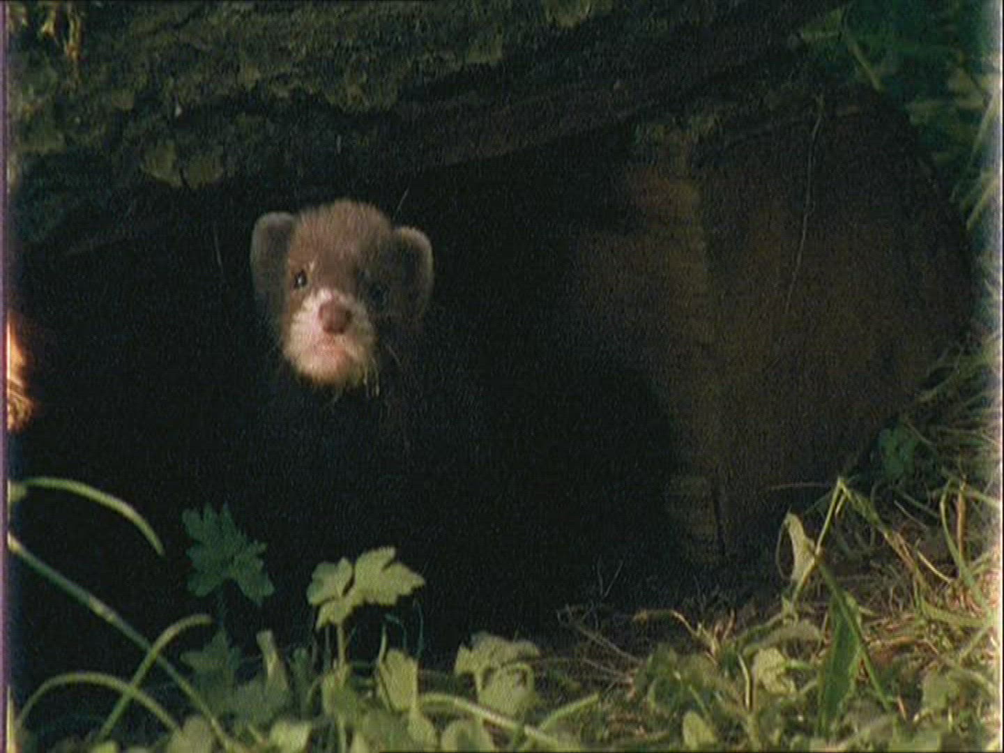 917667965 / Polecat / Europe