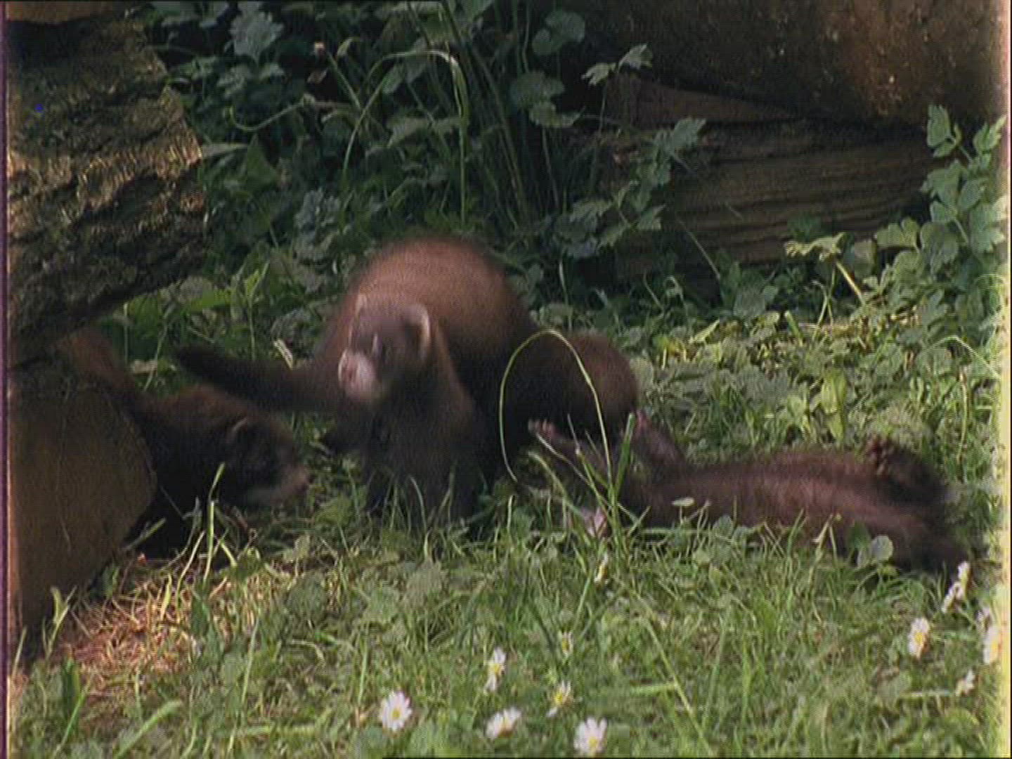 144733549 / Polecat / Europe