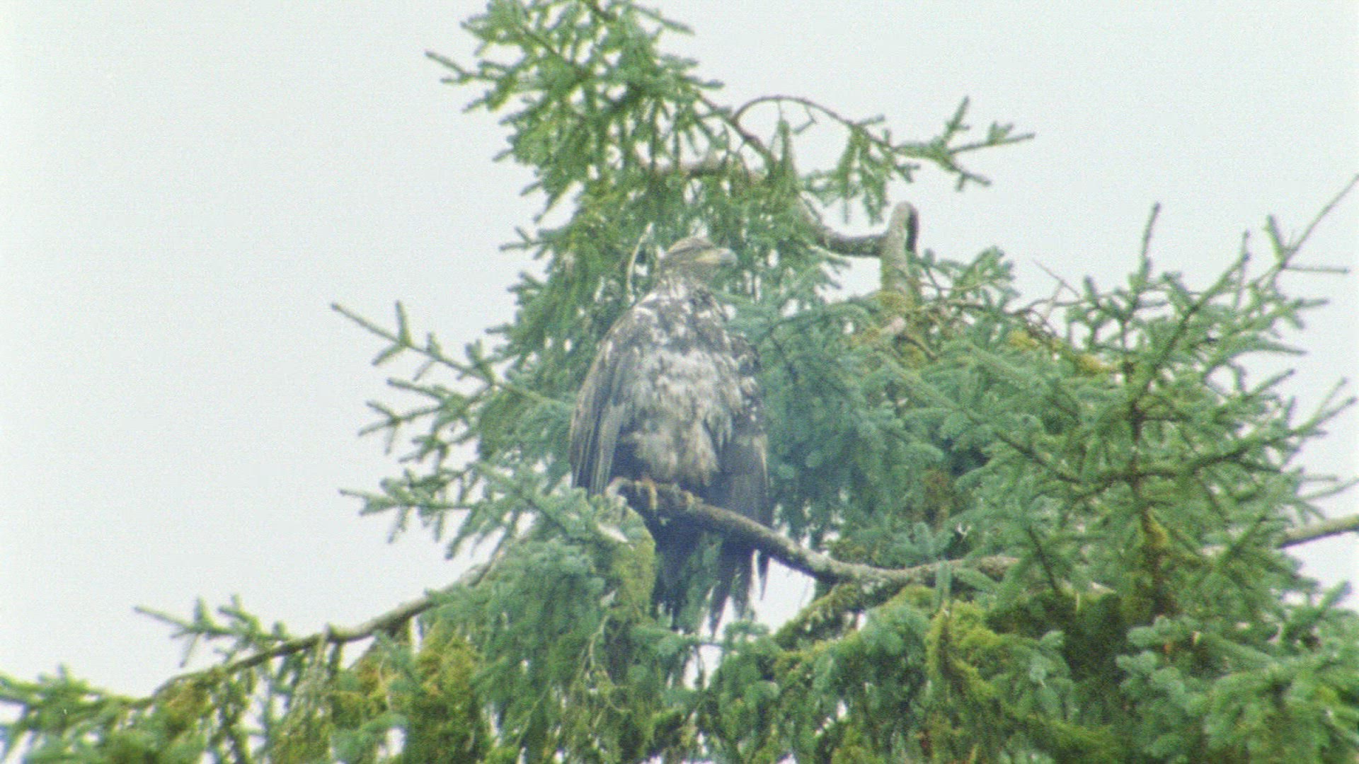 111242526 / Man / Raptor / Alaska