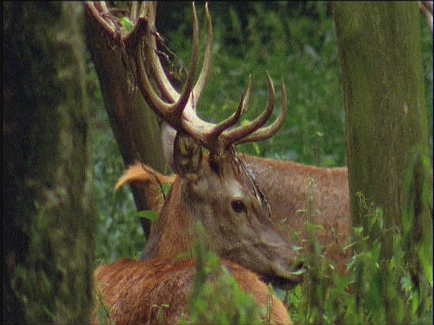 383376812 / Roe Deer / Europe