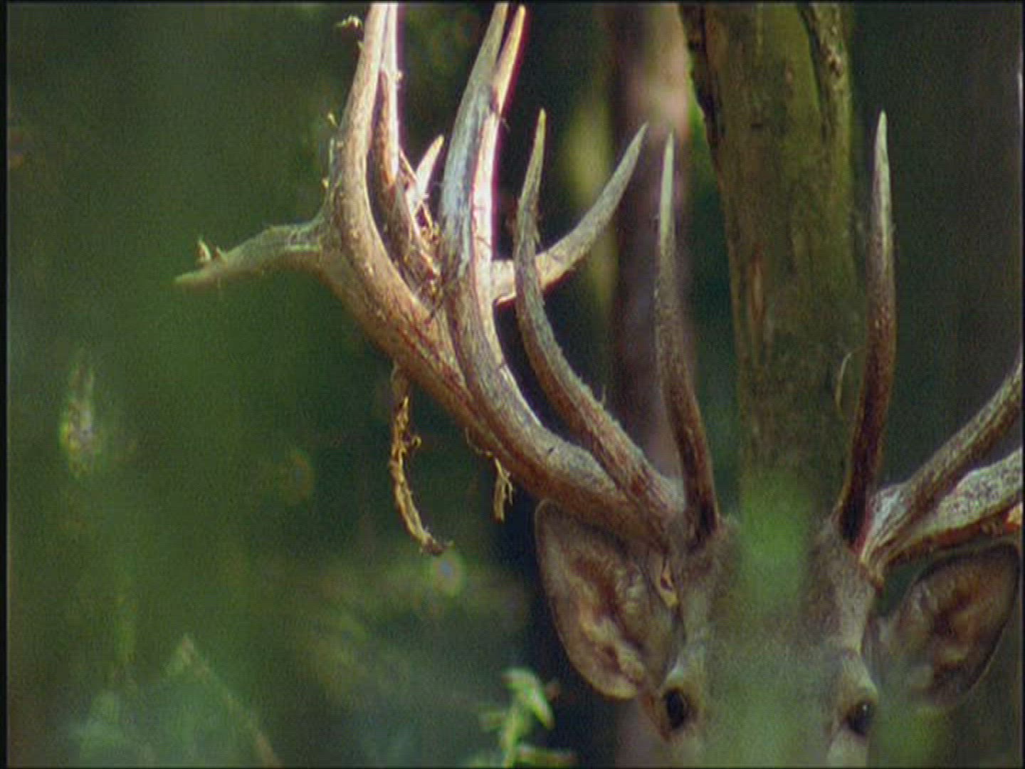 969461888 / Roe Deer / Europe