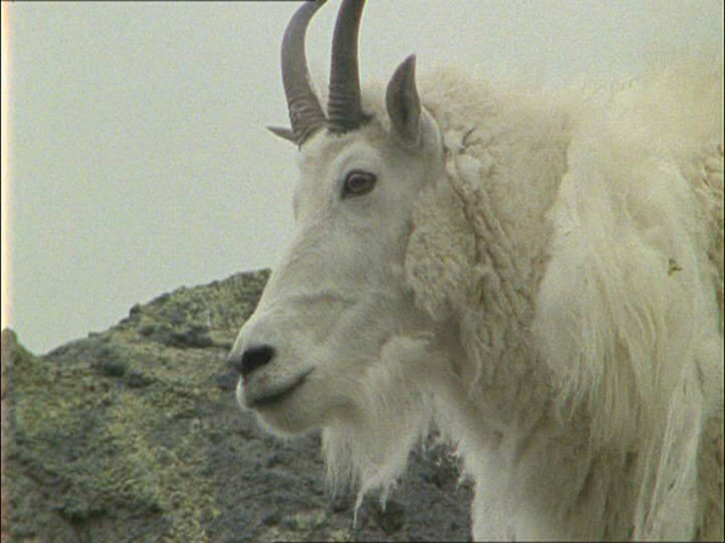 494167995 / Mountain Goat / Alaska