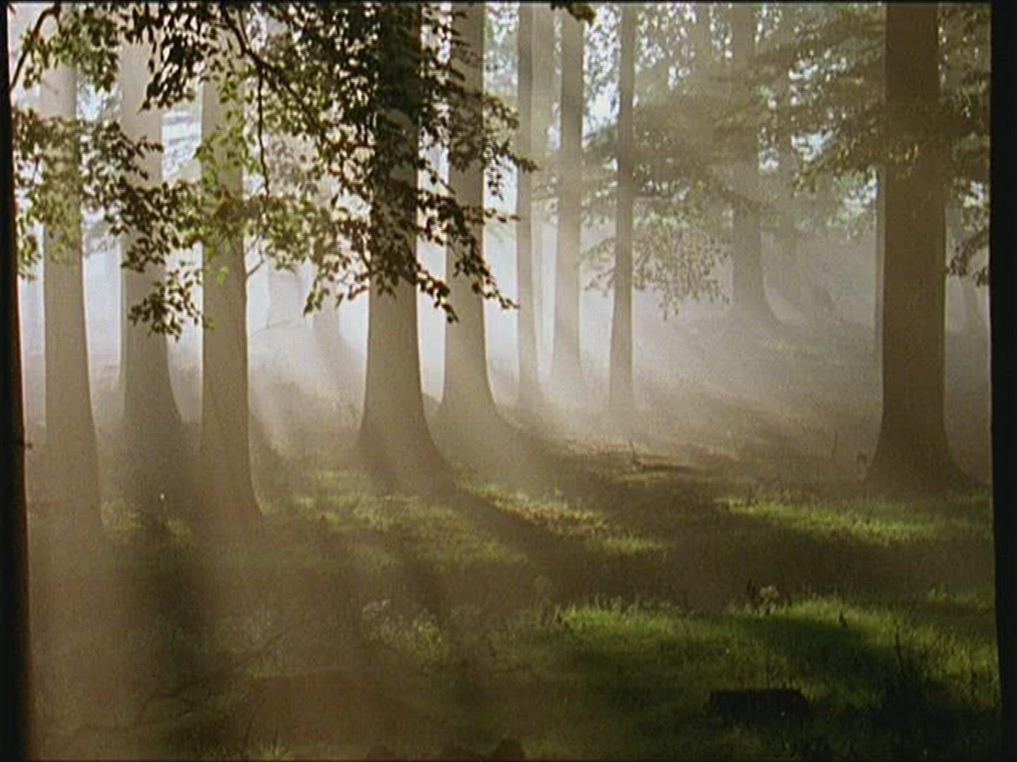 371982142 / Forest / Europe