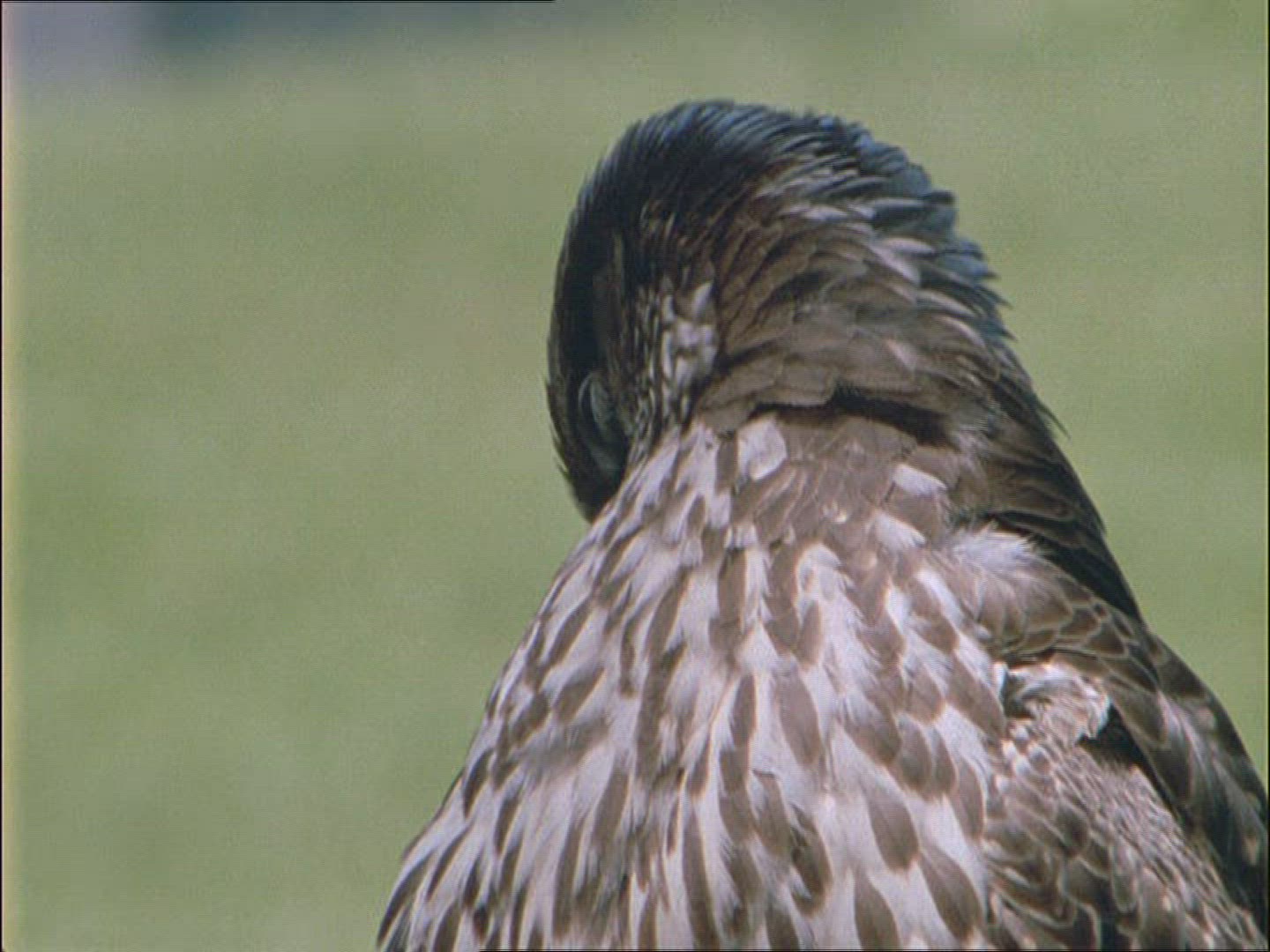 216340276 / Peregrine Falcon / Alaska