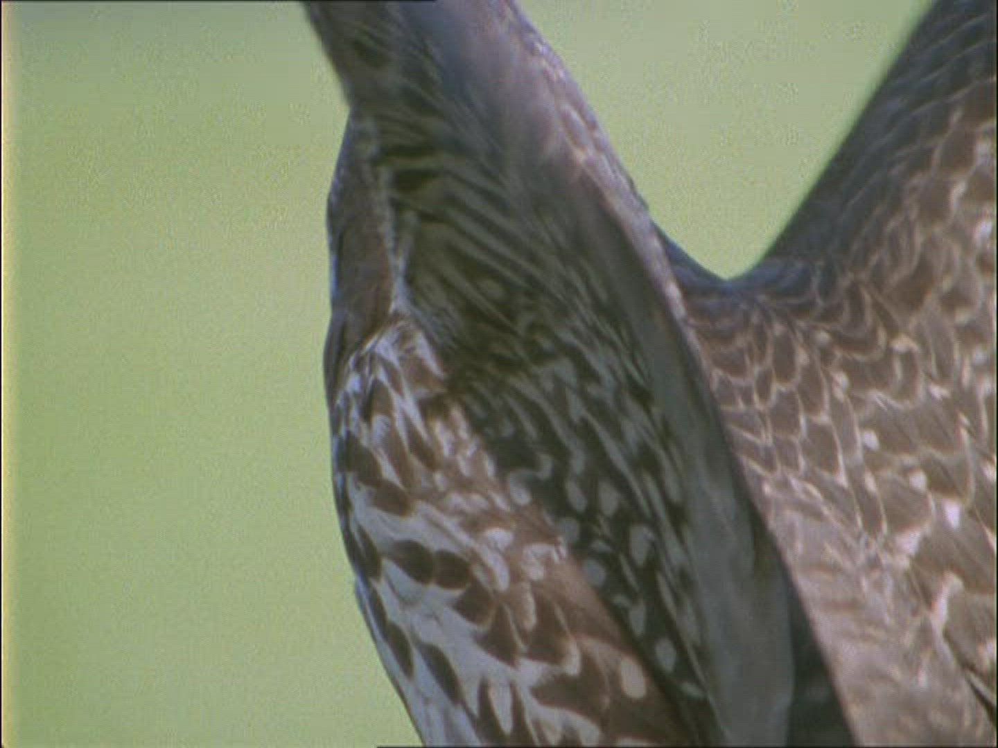 946459959 / Peregrine Falcon / Alaska