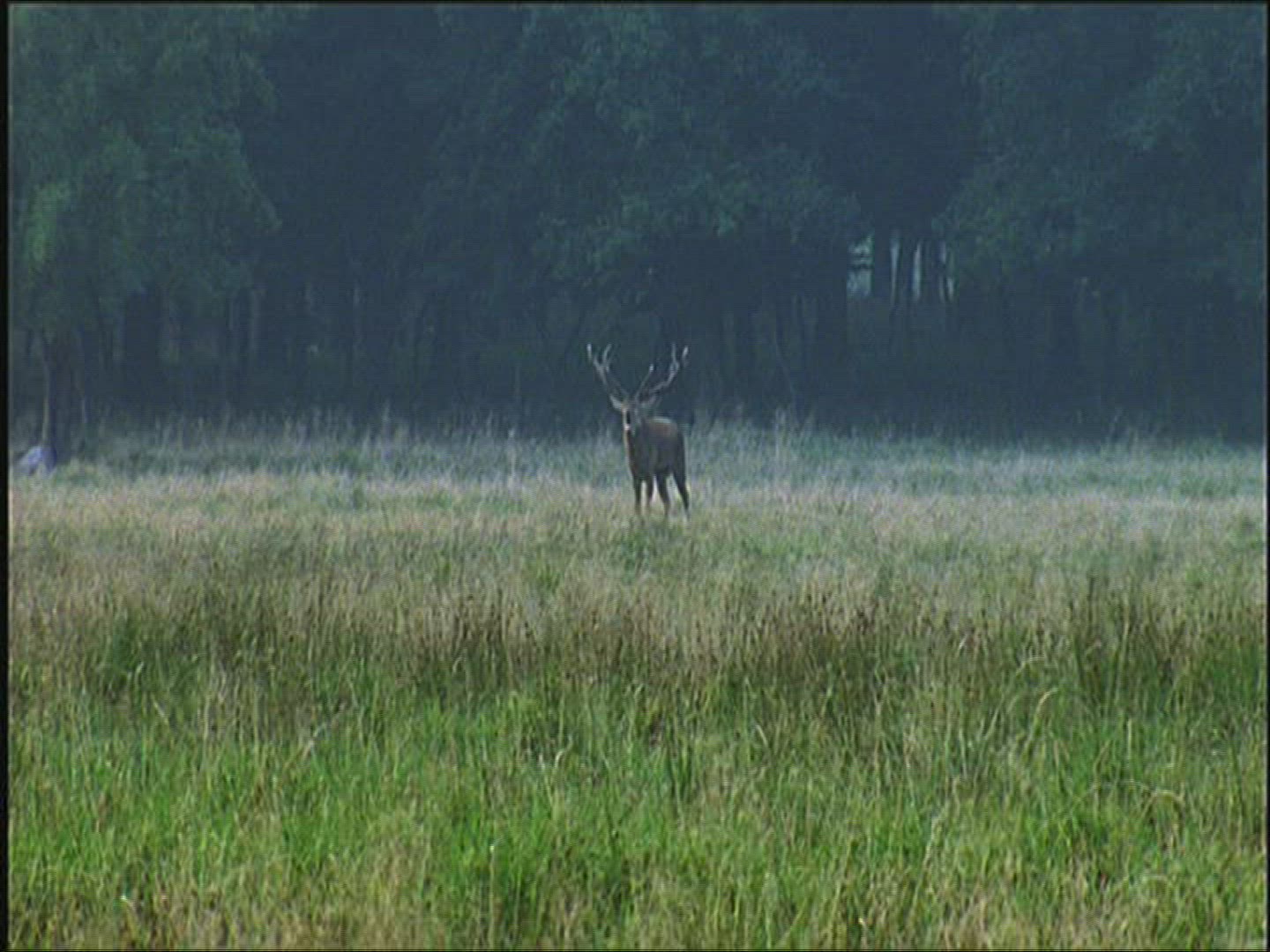 756959592 / Roe Deer / Europe