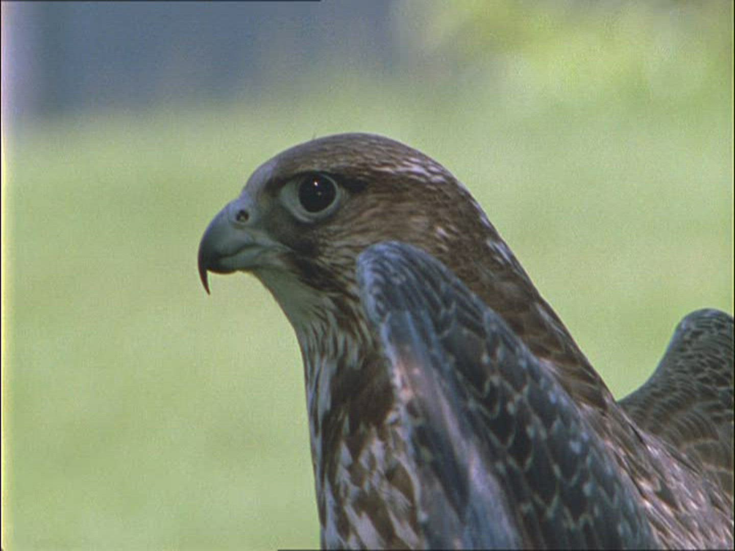 920525927 / Peregrine Falcon / Alaska
