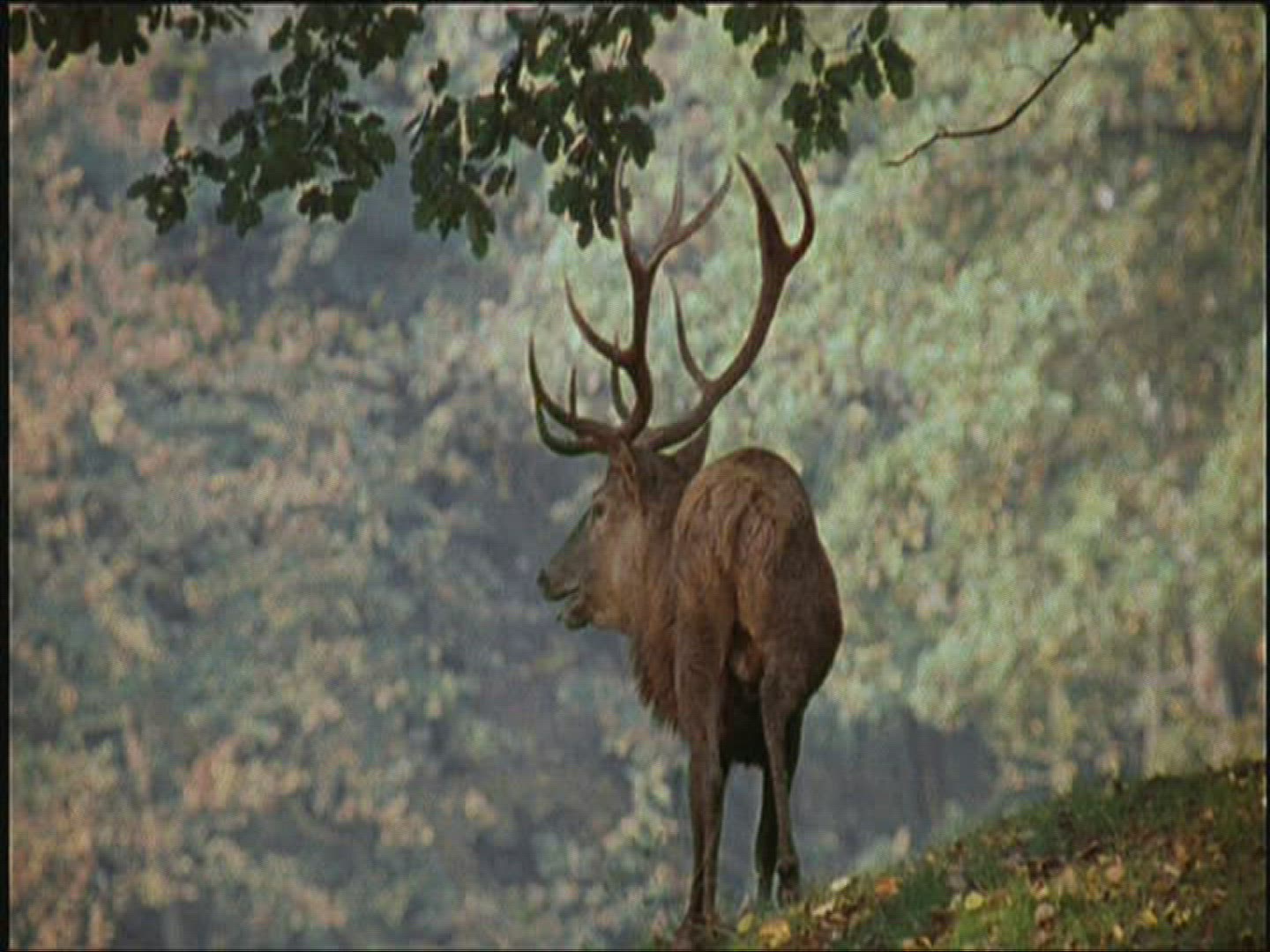 822363375 / Roe Deer / Europe
