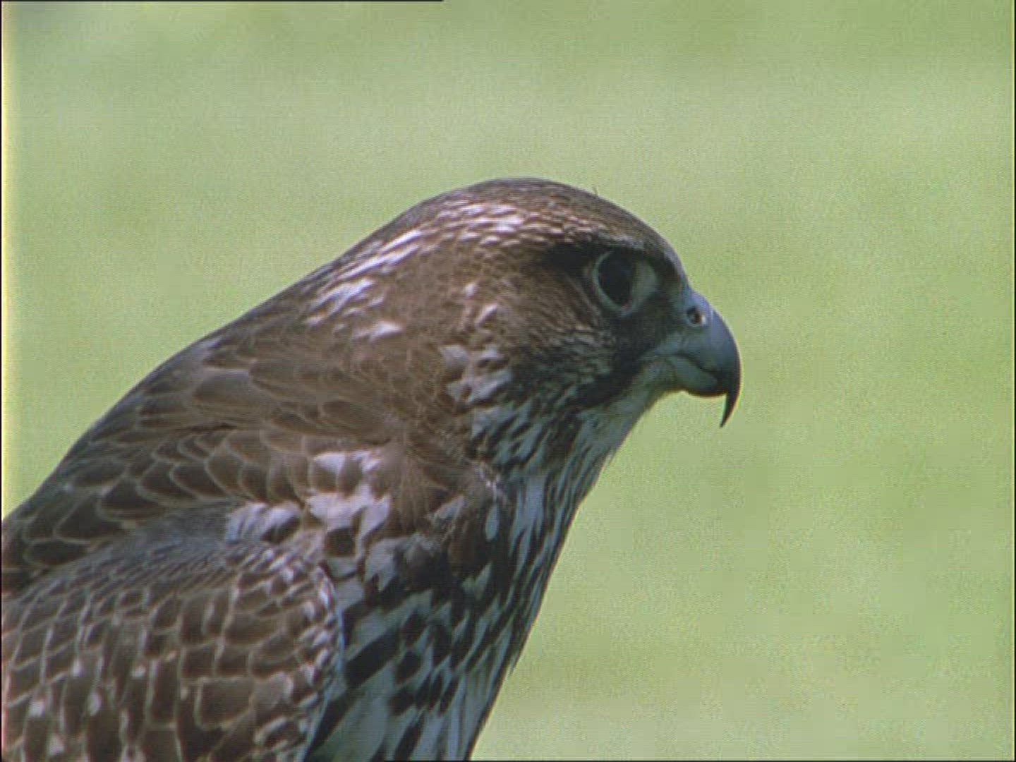 451232028 / Peregrine Falcon / Alaska