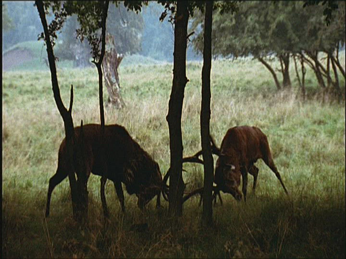 950661040 / Roe Deer / Europe