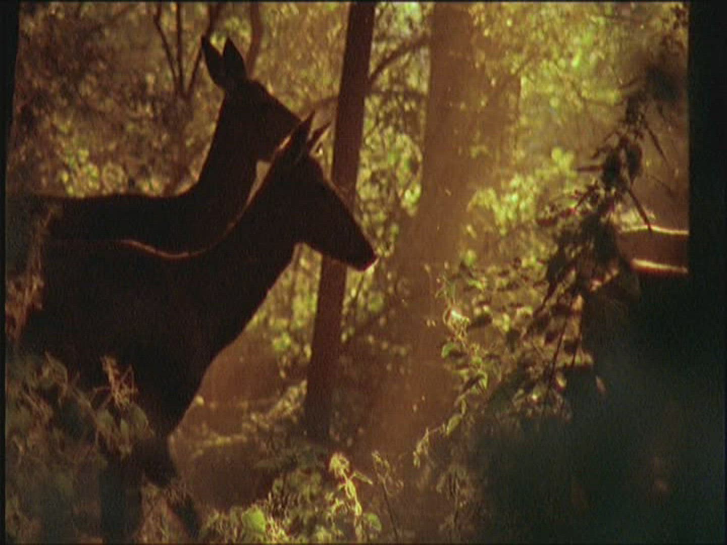 350343344 / Roe Deer / Europe
