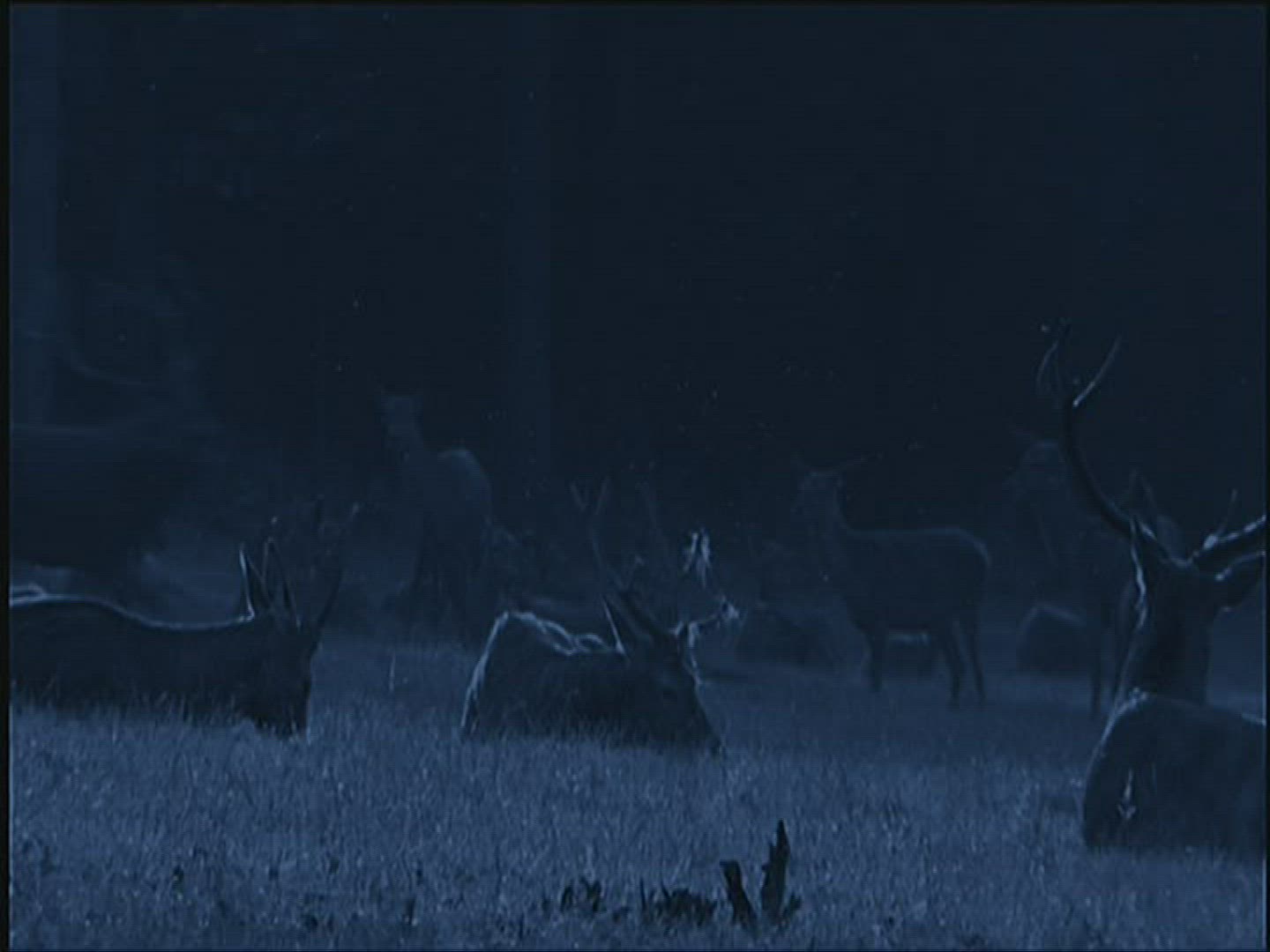 753881442 / Roe Deer / Europe