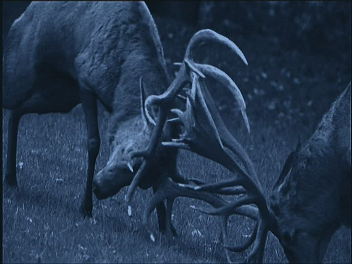 431634881 / Roe Deer / Europe