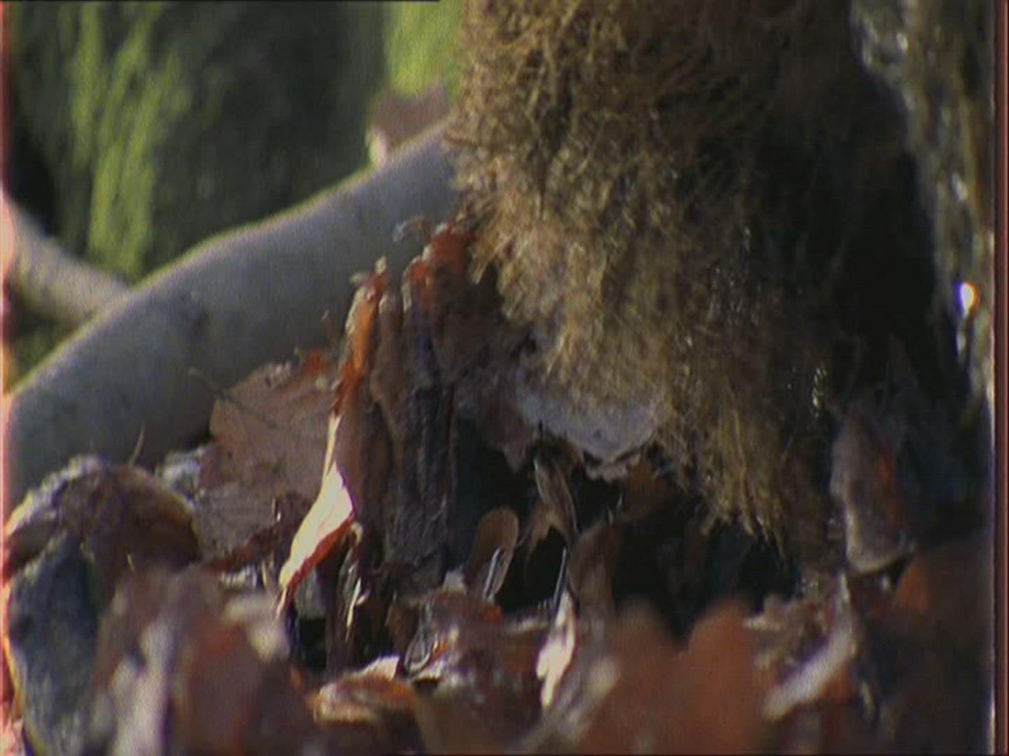 722563810 / Wild Boar / Autumn / Europe 722563810 / Wild Boar / Autumn / Europe