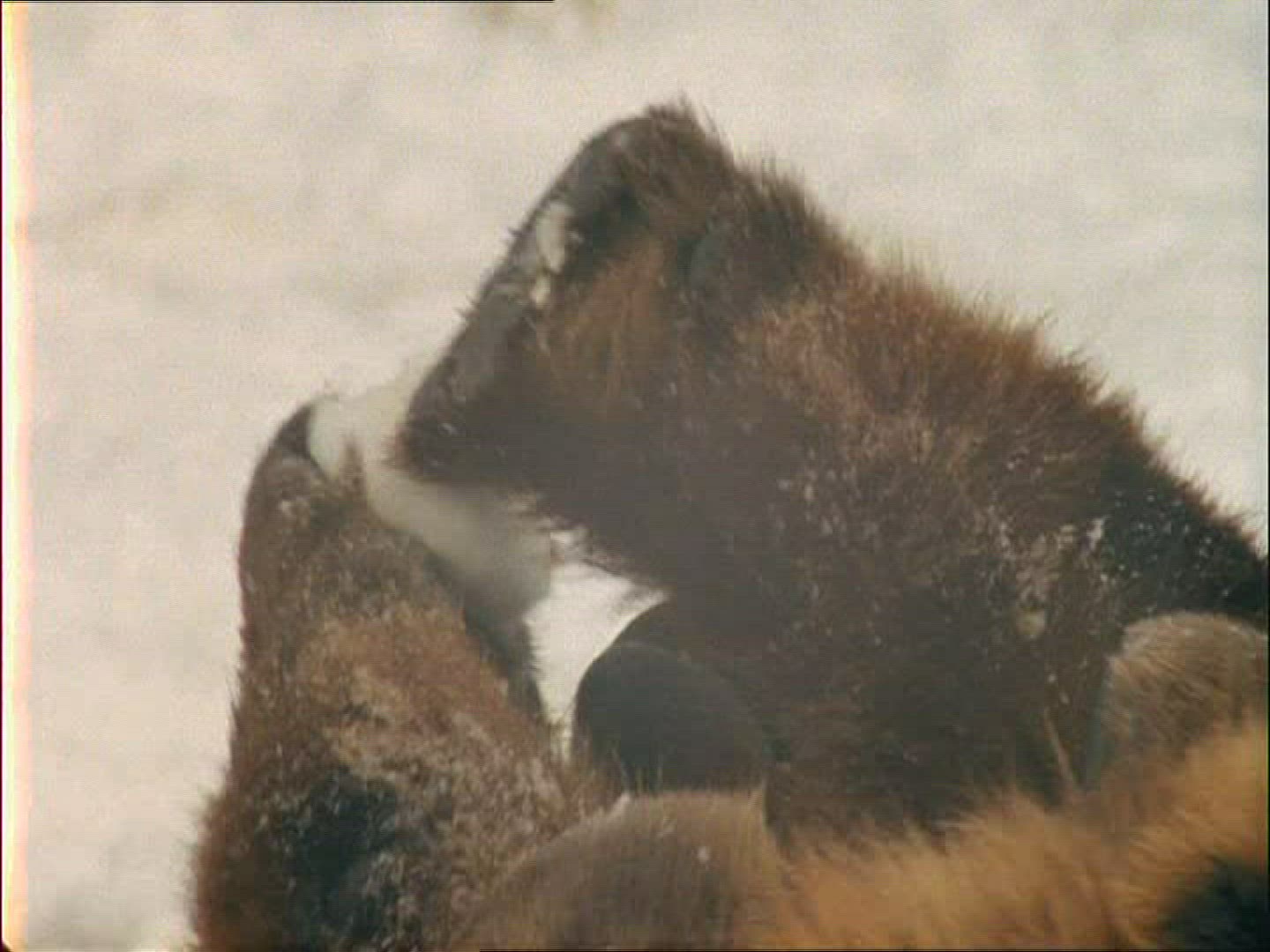 187286176 / Grizzly Bear / Alaska