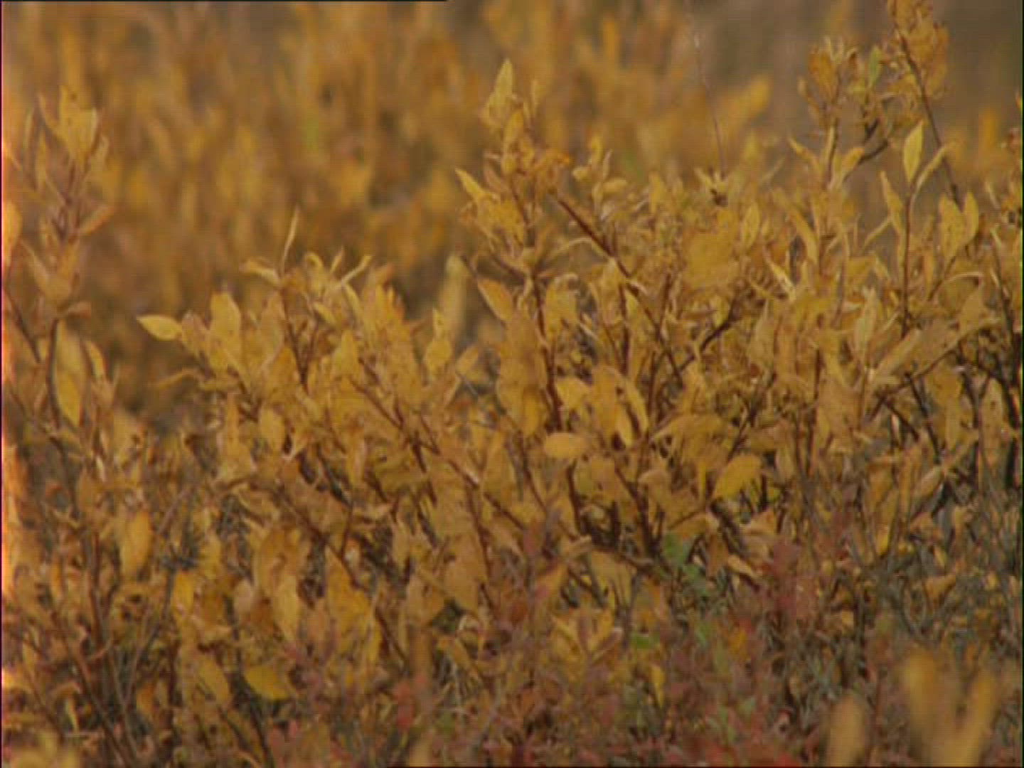 212267172 / Plant / Alaska