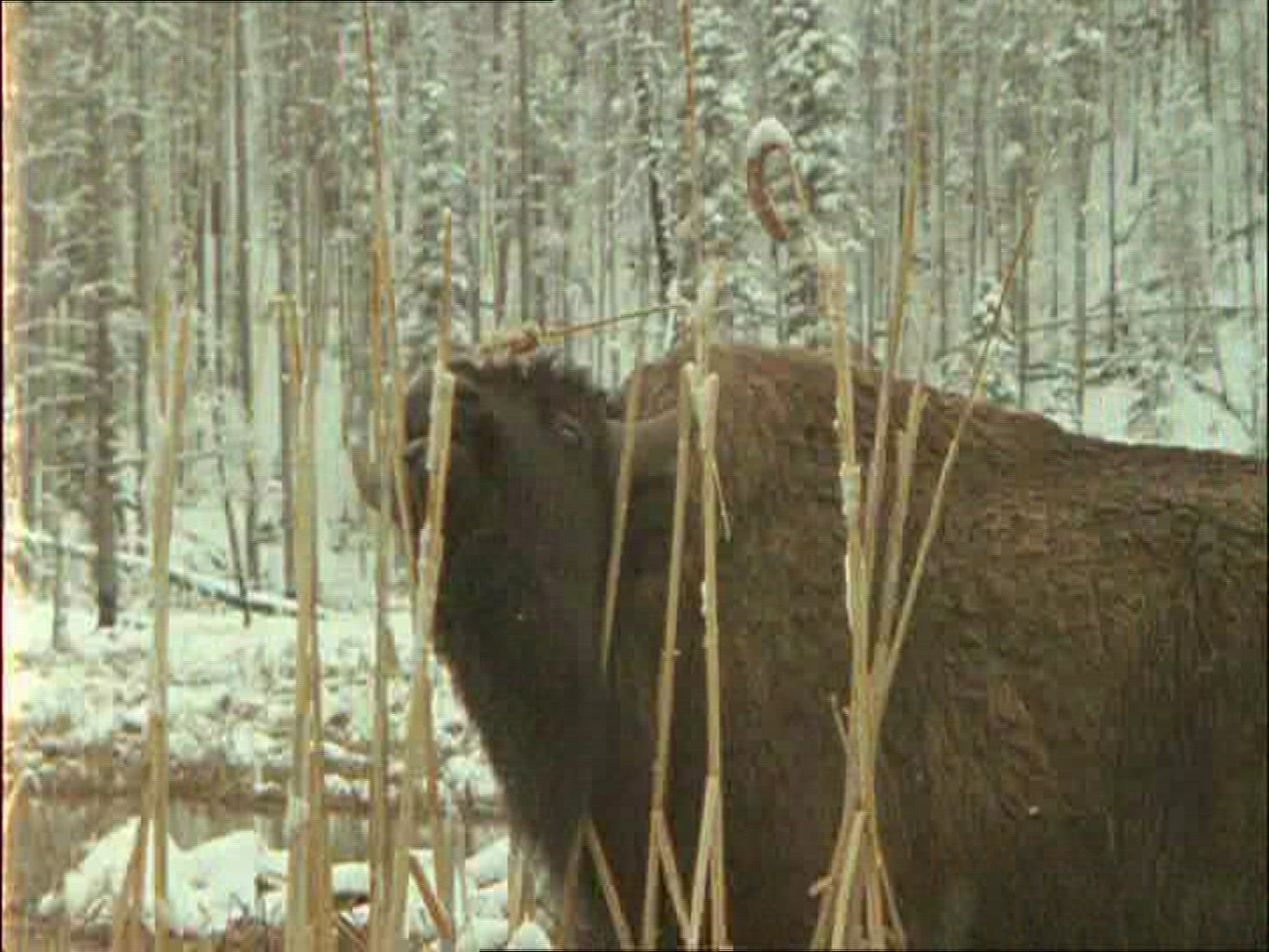 461213380 / American Buffalo / Montana / USA