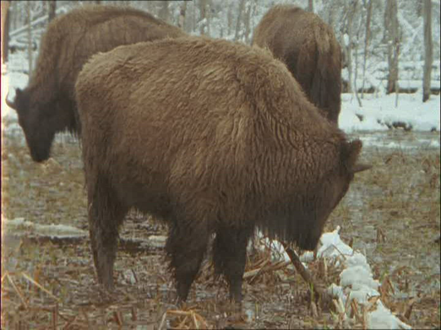 628837719 / American Buffalo / Montana / USA