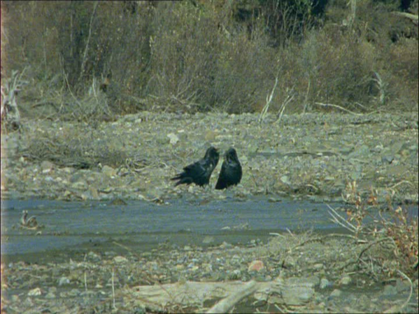 368290822 / Crow / Alaska