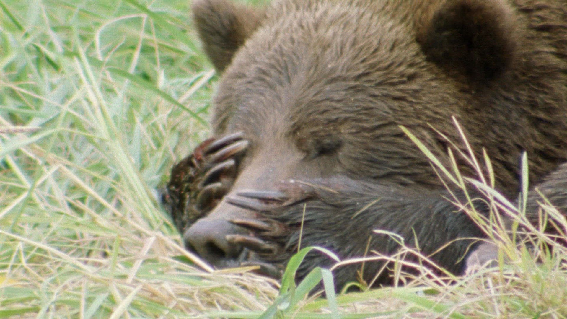 588430235 / Grizzly Bear / Resting / Alaska