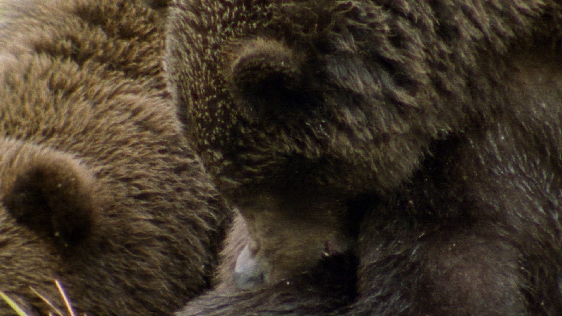 701227934 / Grizzly Bear / Resting / Alaska