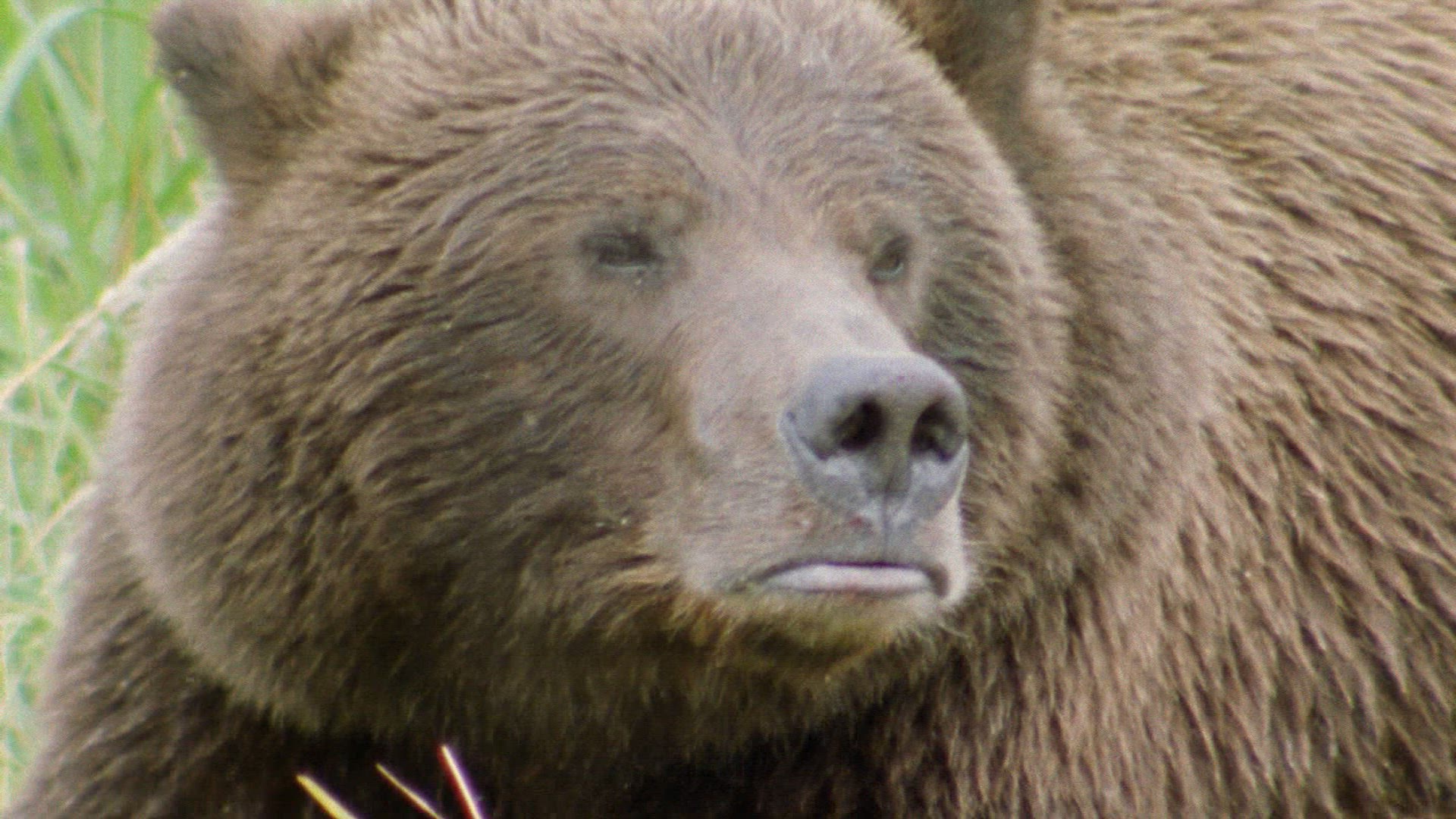 311628118 / Grizzly Bear / Resting / Alaska