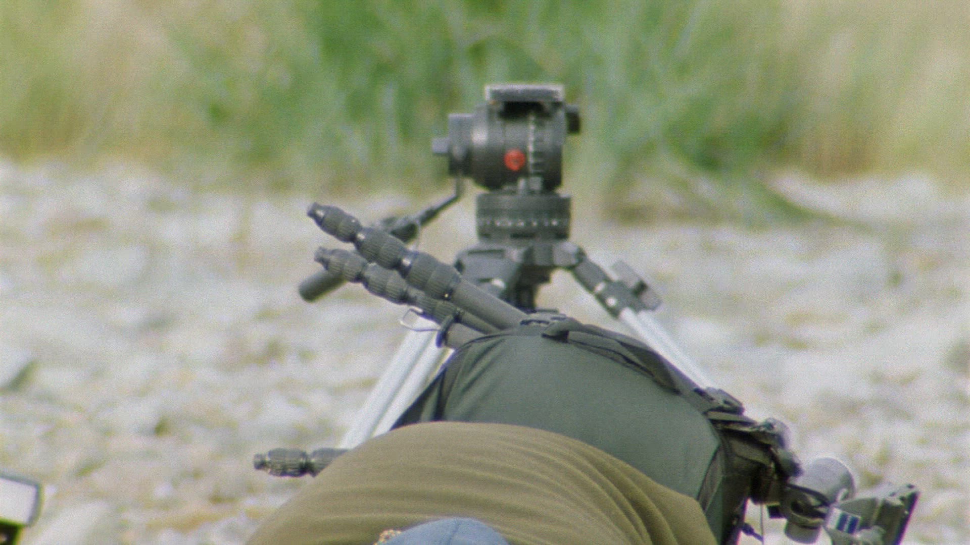 995605393 / Animal Observation / Film Camera / Grizzly Bear / Alaska