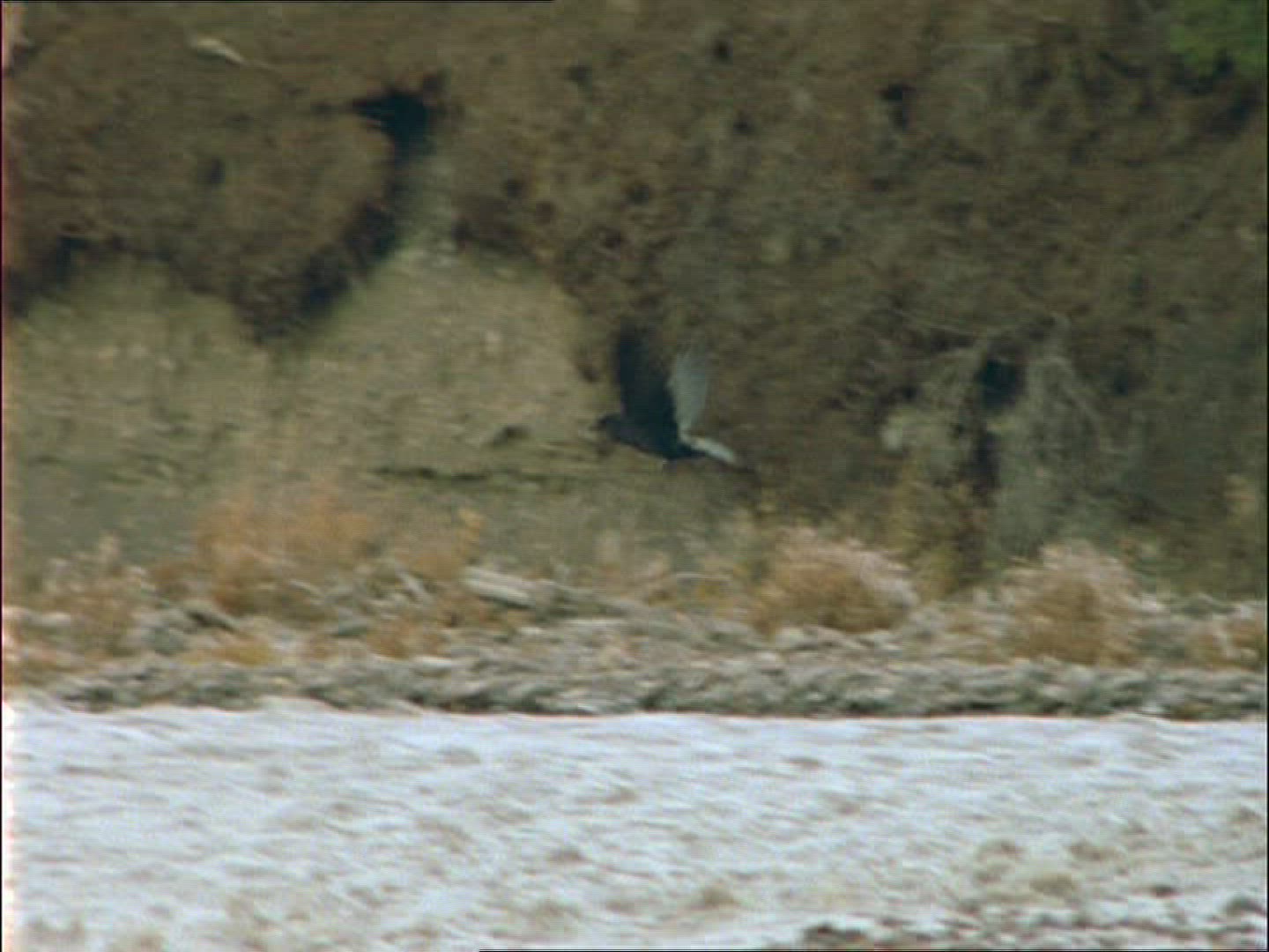994597535 / Crow / Alaska