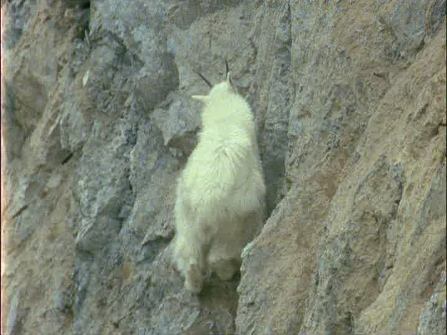 681840718 / Mountain Goat / Alaska