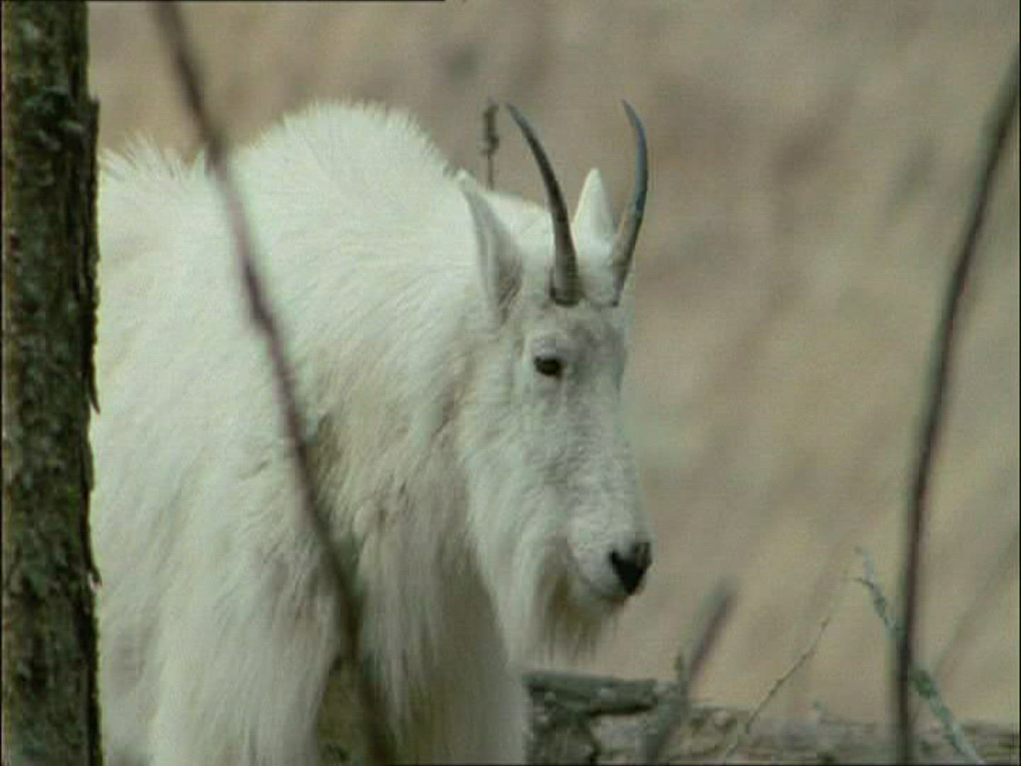 389737517 / Mountain Goat / Alaska