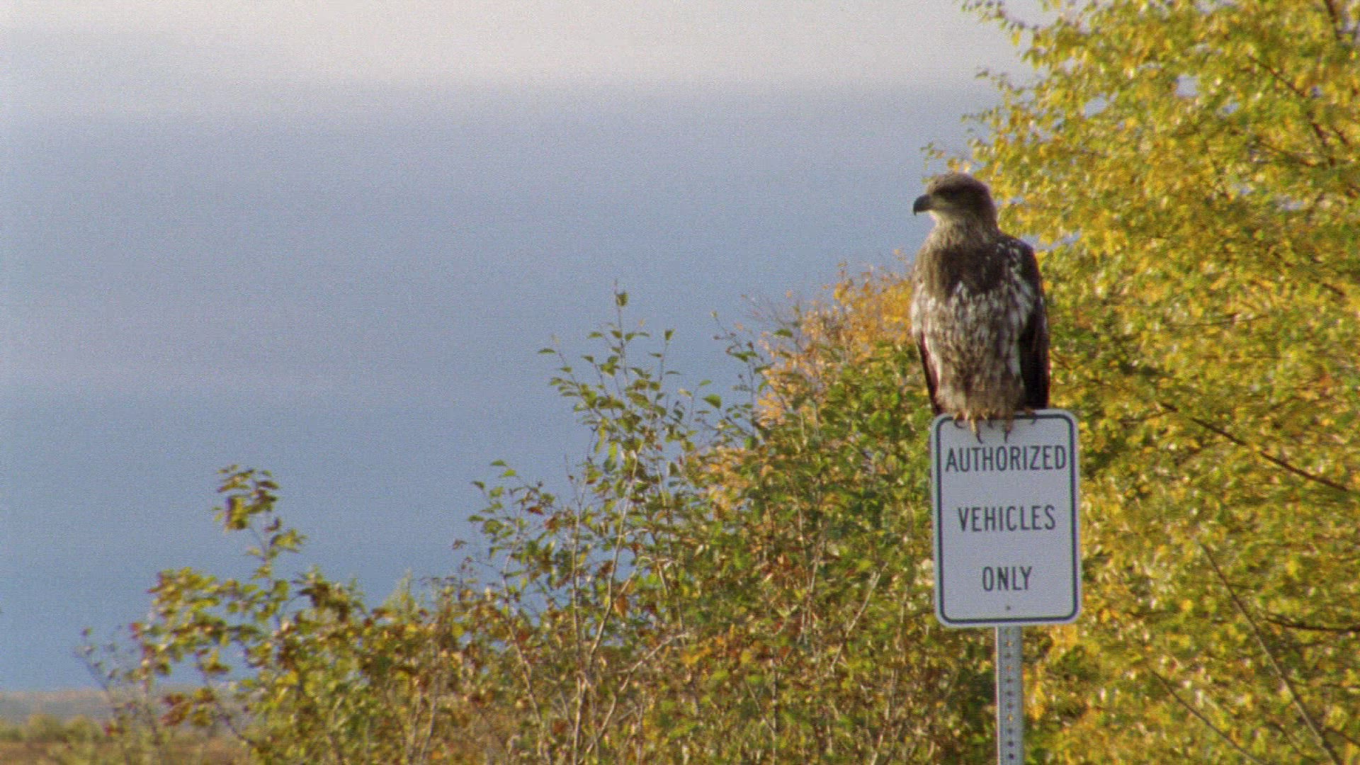 133985313 / Man / Raptor / Alaska