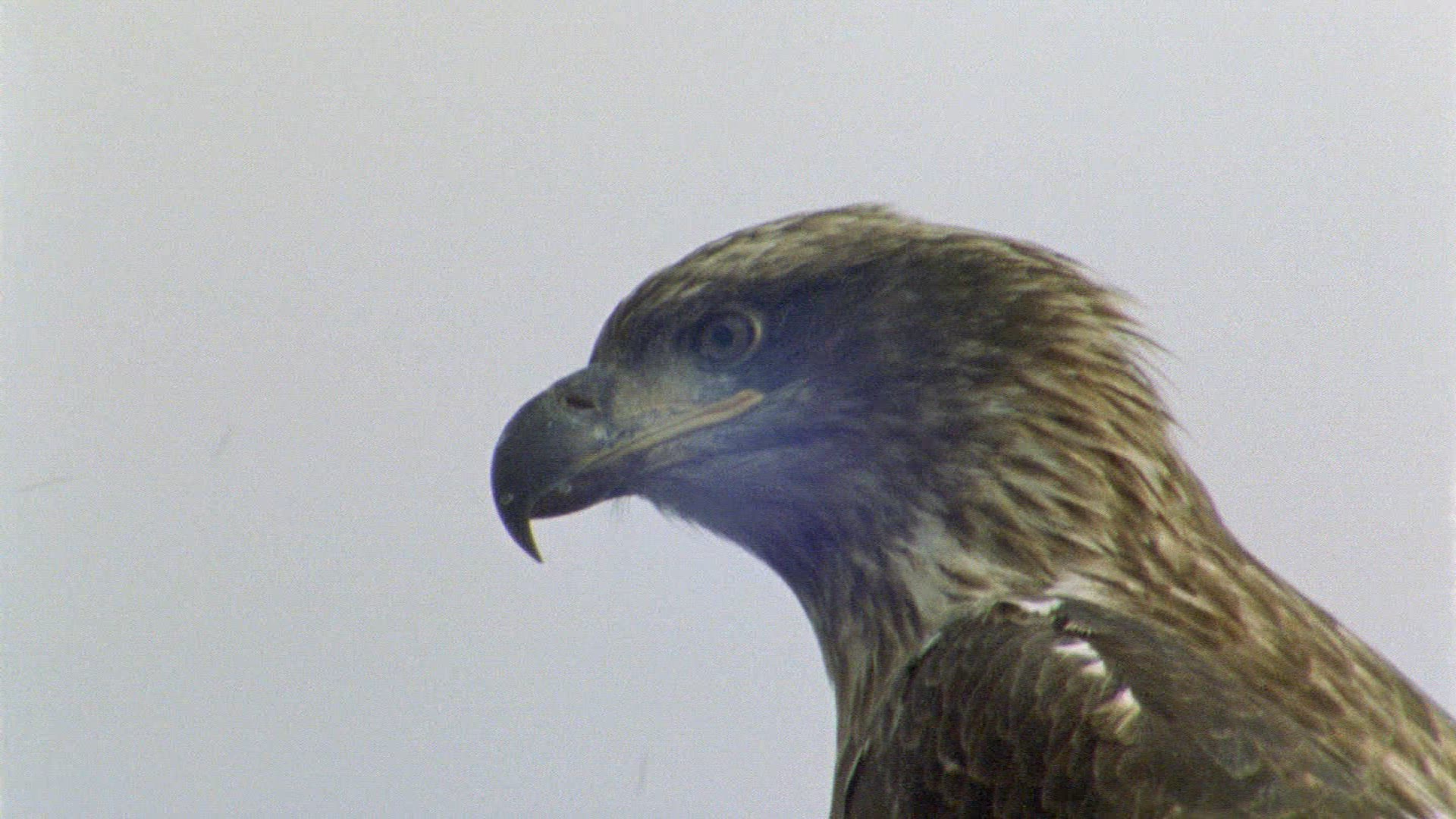 743441603 / Man / Raptor / Alaska