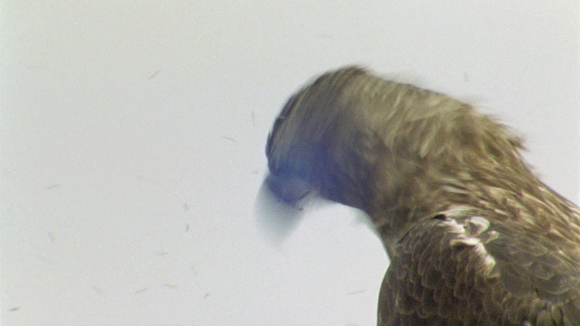 338106223 / Man / Raptor / Alaska