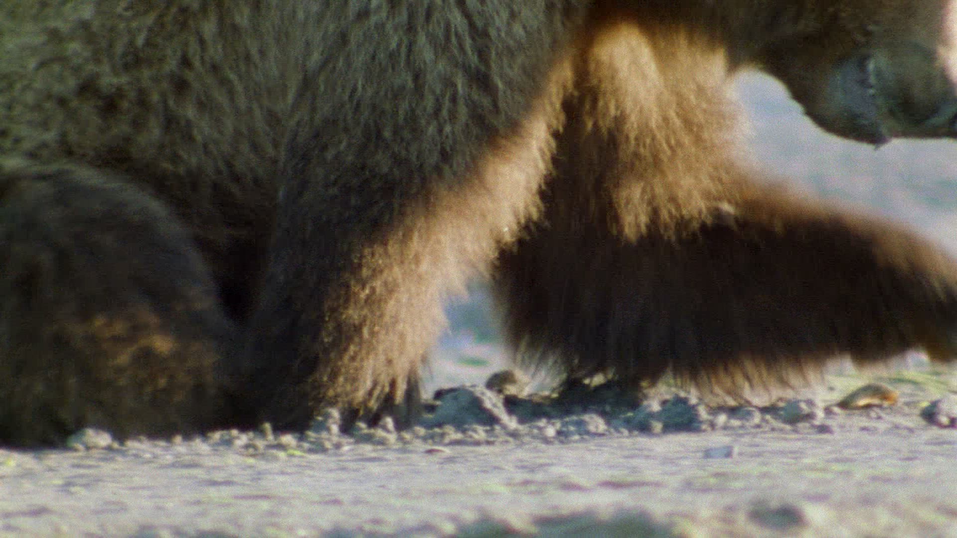 329647110 / Animal Observation / Film Camera / Grizzly Bear / Alaska