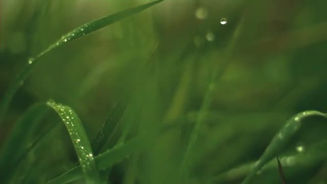 Wet Grass Blowing In The Wind2