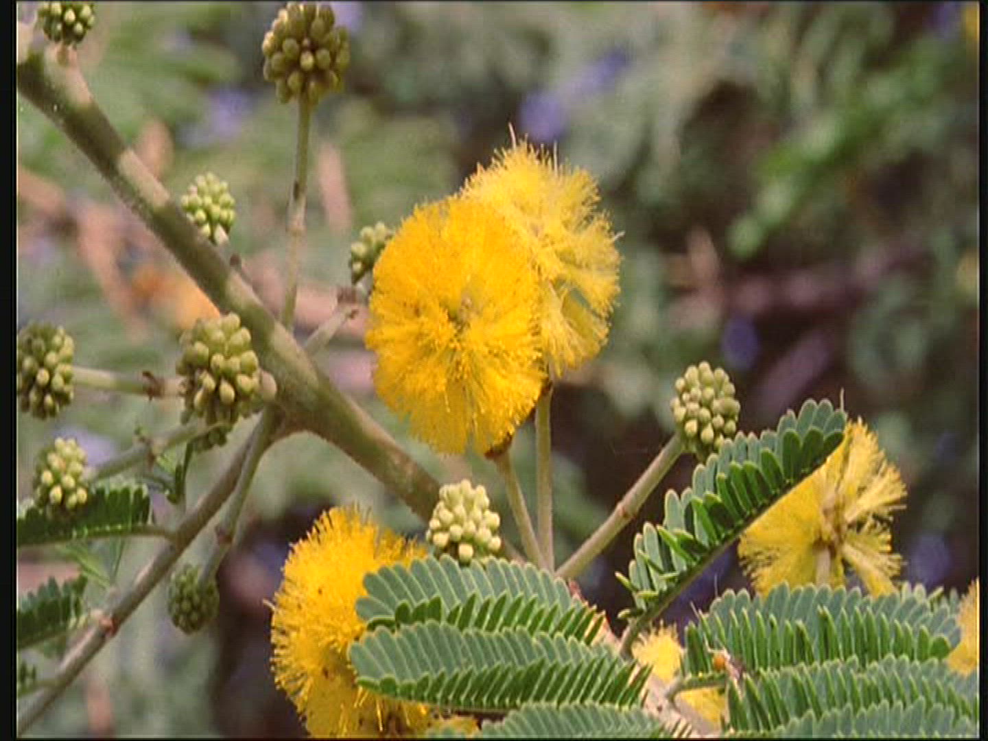 936212722 / Acacia / Blossom / Senegal