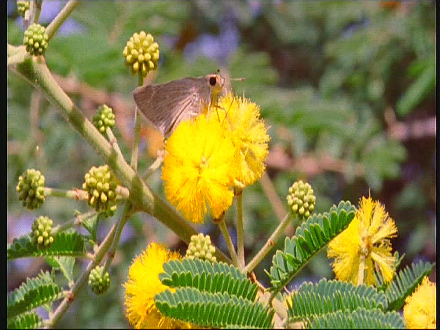 859447042 / Acacia / Blossom / Senegal