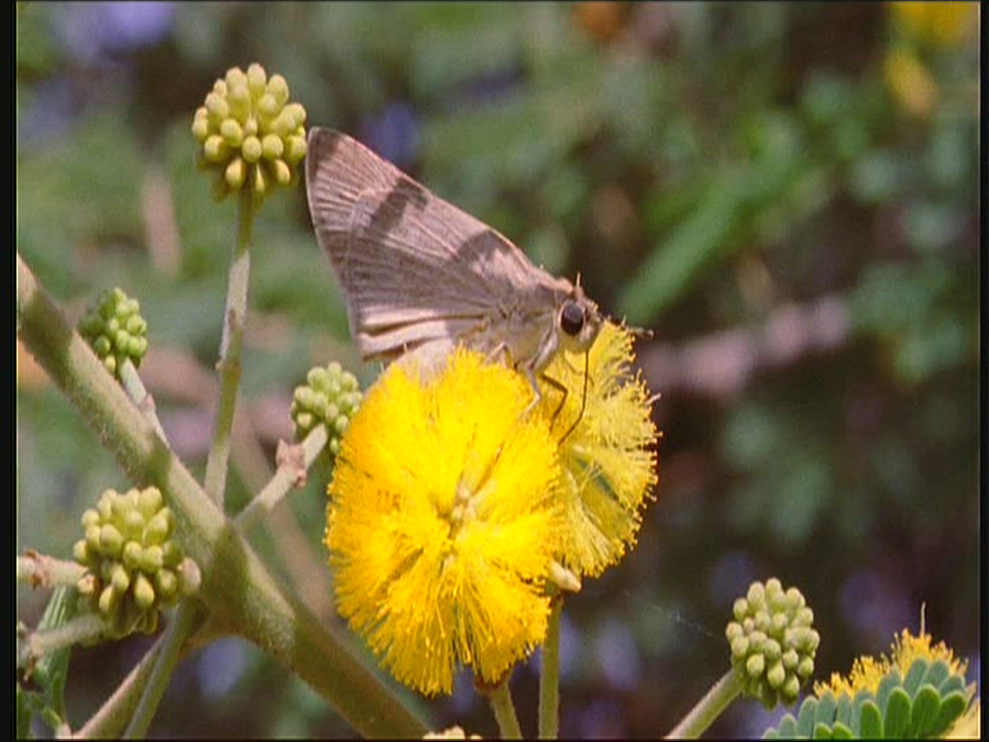 242791674 / Acacia / Blossom / Senegal