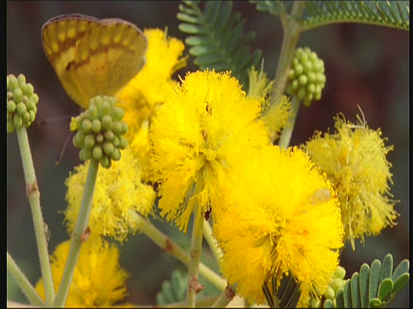 430527680 / Acacia / Blossom / Senegal